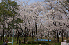 hana1 (102)_samu.gif